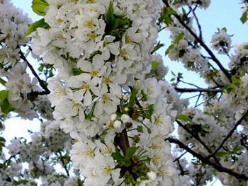 Ya queda menos para el Cerezo en flor 2011